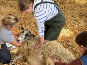 Students supporting a pregnant sheep at the Brooksby College farm