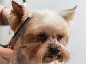 A dog being groomed by a pair of scissors 