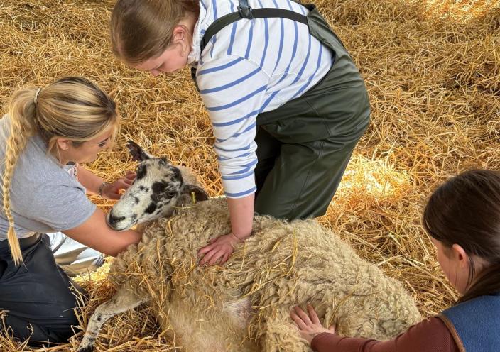 Students supporting a pregnant sheep at the Brooksby College farm