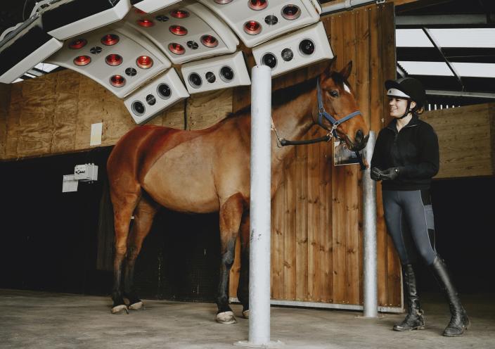 A horse using the equine facilities at Brooksby College
