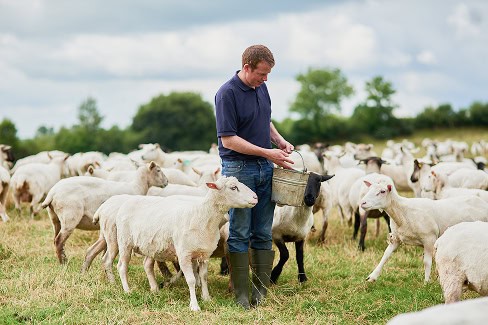 Farmer standing in a field surrounded by sheep, he is holding a bucket and throwing feed from it on the floor for the sheep