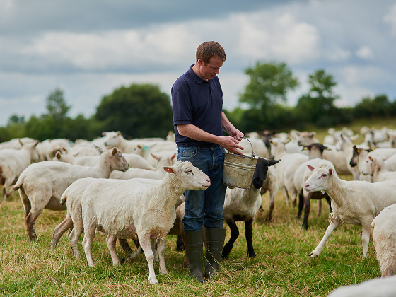 Person holding a bucket in a field full of sheep