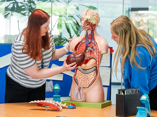 A student with a lecturer looking at a training model of the human body with removable organs